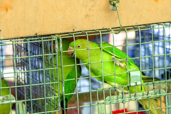 Beautiful Parrot in a cage. Tropical parrot as a pet. The parrots are colorful and cute.