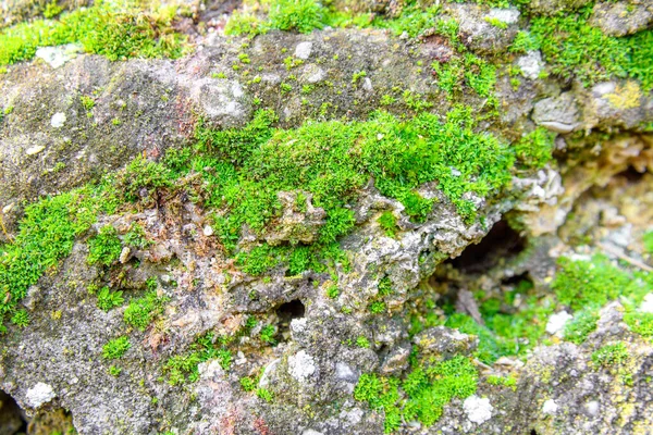 Yosun dokusu. Taş bir çitte yosun filizlendi. Doku arkaplan olarak kullanılabilir