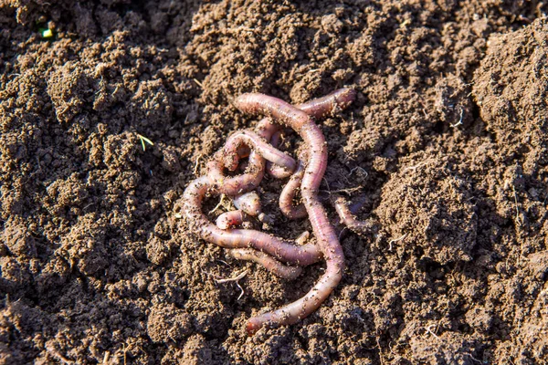 菜园里的蚯蚓 蠕虫使土壤松动 蚯蚓被用来捕鱼 — 图库照片