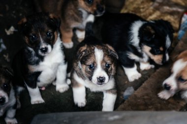 Çöpte bir sürü terk edilmiş köpek yavrusu var. İnsanlar köpekleri attı..