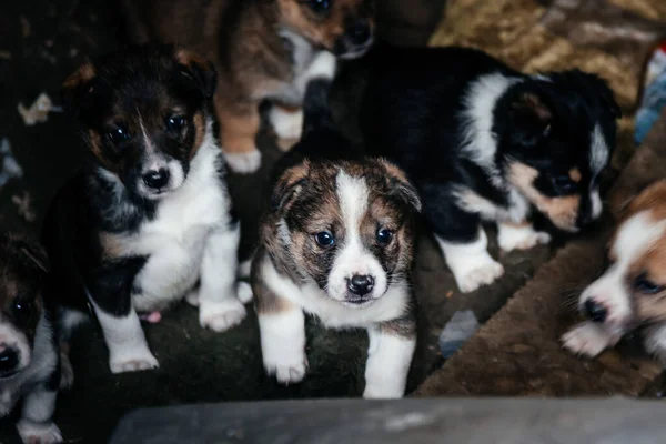 Çöpte bir sürü terk edilmiş köpek yavrusu var. İnsanlar köpekleri attı..