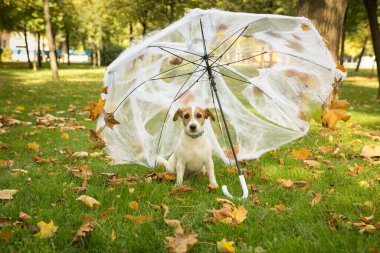 Cadılar Bayramı. Russell Terrier bir şemsiye altında örümcek ağları ve örümceklerle.