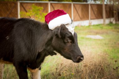 Boğa, Noel Baba şapkası takan 2021 'in sembolü. Doğal çekim. Buzağı sahada. Yeni yıl ya da Noel hayvanları konsepti. Noel Baba şapkalı inek.