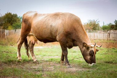Çayırdaki kırmızı-beyaz ineğin yakın çekimi. Yeni Yıl ve Noel 'in sembolü olarak Boğa 2021 Mutlu Yıllar konsepti