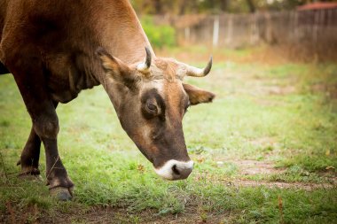 Çayırdaki kırmızı-beyaz ineğin yakın çekimi. Yeni Yıl ve Noel 'in sembolü olarak Boğa 2021 Mutlu Yıllar konsepti