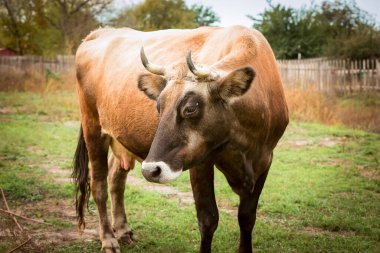Çayırdaki kırmızı-beyaz ineğin yakın çekimi. Yeni Yıl ve Noel 'in sembolü olarak Boğa 2021 Mutlu Yıllar konsepti