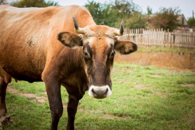 Çayırdaki kırmızı-beyaz ineğin yakın çekimi. Yeni Yıl ve Noel 'in sembolü olarak Boğa 2021 Mutlu Yıllar konsepti