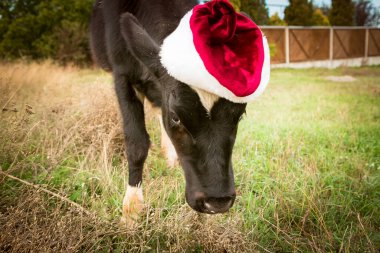 Boğa, Noel Baba şapkası takan 2021 'in sembolü. Doğal çekim. Buzağı sahada. Yeni yıl ya da Noel hayvanları konsepti. Noel Baba şapkalı inek.