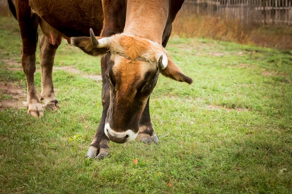 Close Van Een Rood Witte Koe Een Weide Bull Als — Stockfoto