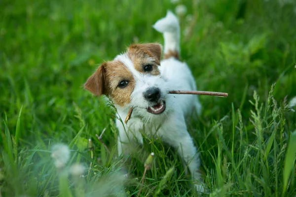 Háziállatok Russell Terrier Kiskutya Játszik Zöld — Stock Fotó