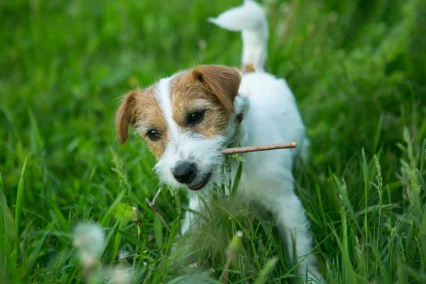 Háziállatok Russell Terrier Kiskutya Játszik Zöld — Stock Fotó