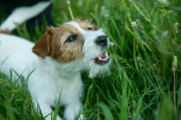 Les Animaux Chiot Russell Terrier Jouant Dans Herbe Verte — Photo