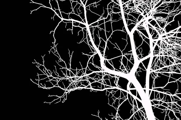Silhouette of a tree branch on a black background. Isolate.
