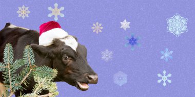 Boğa, Noel Baba şapkası takan 2021 'in sembolü. Yeni yıl ya da Noel hayvanları konsepti. Yeni yıl kartı.