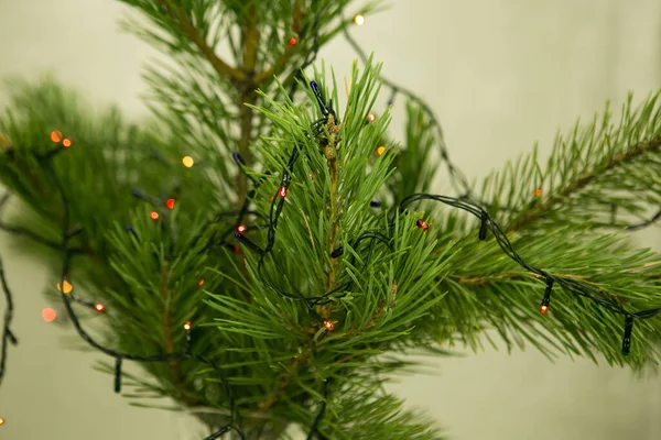 Szczelnie Świerkowe Gałęzie Świecącą Girlandą Nowego Roku Wybiórcze Skupienie Zawartość — Zdjęcie stockowe