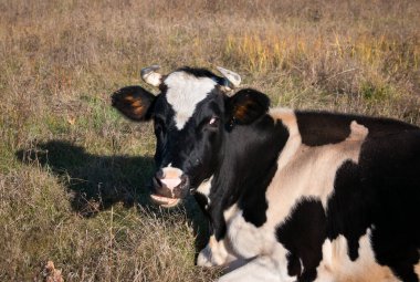 Çayırdaki siyah beyaz ineğin yakın çekimi. Yeni Yıl ve Noel 'in sembolü olarak Boğa 2021 Mutlu Yıllar konsepti