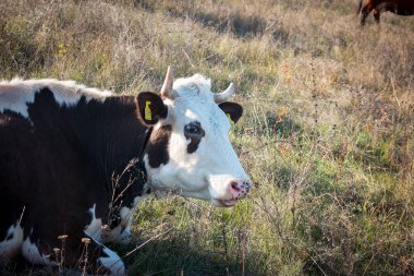 Çayırdaki siyah-beyaz ineğin yakın çekimi. Yeni Yıl ve Noel 'in sembolü olarak Boğa 2021 Mutlu Yıllar konsepti