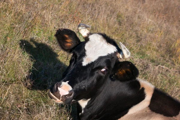 Gros Plan Une Vache Noire Blanche Dans Une Prairie Bull — Photo