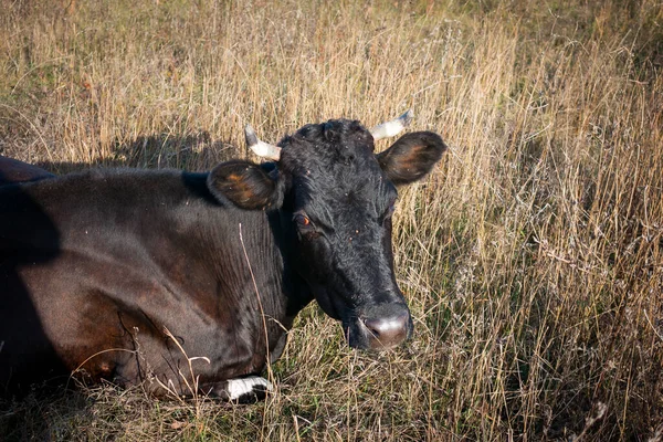 Primer Plano Una Vaca Roja Prado Toro Como Símbolo Del —  Fotos de Stock