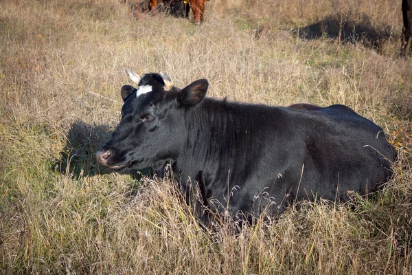 Primer Plano Una Vaca Negra Prado Toro Como Símbolo Del —  Fotos de Stock