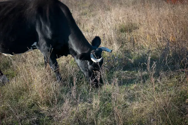 Primer Plano Una Vaca Negra Prado Toro Como Símbolo Del —  Fotos de Stock