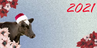 Boğa, Noel Baba şapkası takan 2021 'in sembolü. Yeni yıl ya da Noel hayvanları konsepti. Yeni yıl kartı.