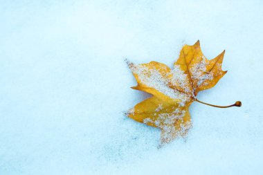 İlk kar. Sonbaharda. Sonbahar sarı yaprakları karda.