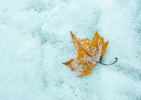 Primeira Neve Final Outono Outono Folhas Amarelas Neve — Fotografia de Stock