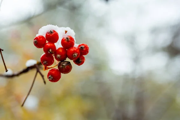 Erster Schnee Spätherbst Ein Bündel Leuchtend Roter Eberesche Bedeckt Mit — Stockfoto