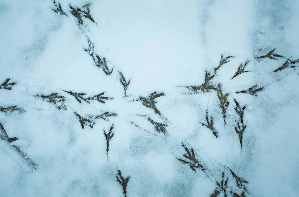 Erster Schnee Spätherbst Vogelspuren Flauschigen Schnee — Stockfoto