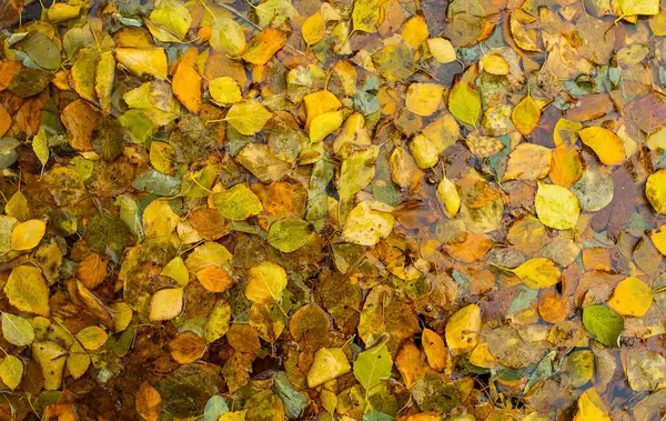 Caduta Tardiva Tappeto Foglie Gialle Cadute — Foto Stock