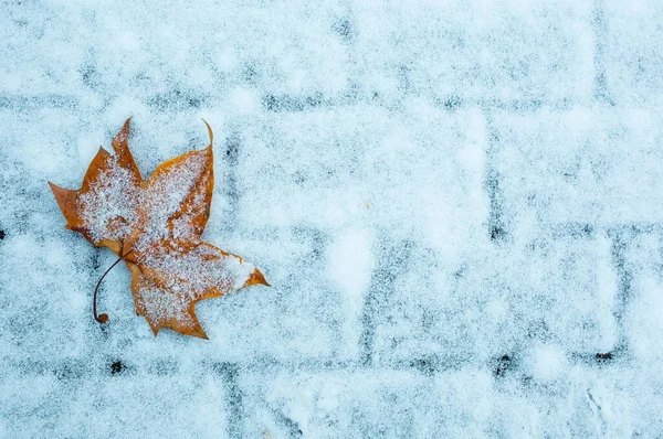 第一场雪晚秋 秋天的黄叶在雪地里 — 图库照片