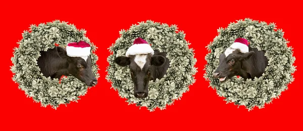 圣诞卡小牛犊头戴圣诞帽 从传统的冷杉花环中偷窥 — 图库照片