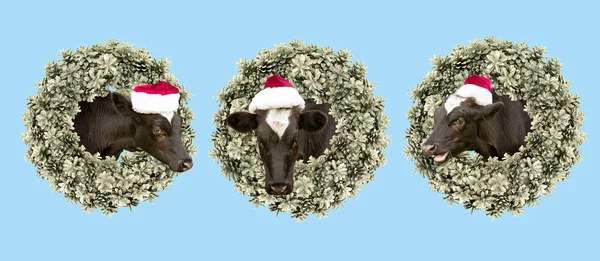 Tarjeta Navidad Terneros Con Sombrero Santa Claus Asoman Una Corona — Foto de Stock