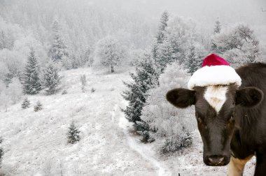 Boğa, Noel Baba şapkası takan 2021 'in sembolü. Doğal çekim. Kış manzarasının arka planında buzağı. Yeni yıl ya da Noel hayvanları konsepti. Noel Baba şapkalı inek.