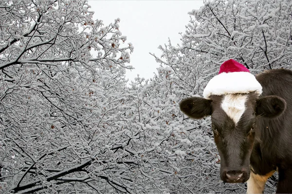 Bull Symbol 2021 Wearing Santa Claus Hat Natural Shooting Calf — Stock Photo, Image