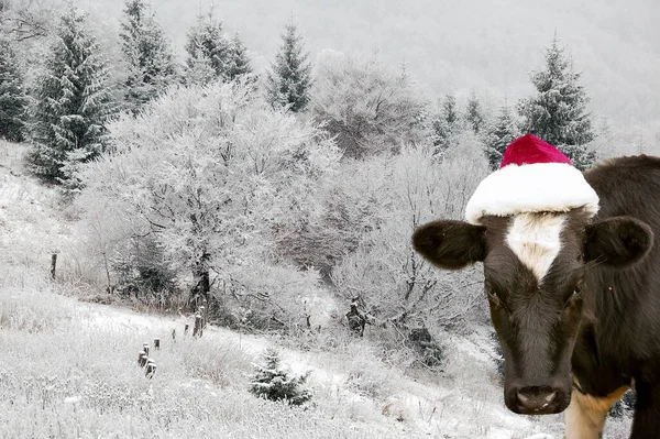 Bull Symbol 2021 Wearing Santa Claus Hat Natural Shooting Calf — Stock Photo, Image