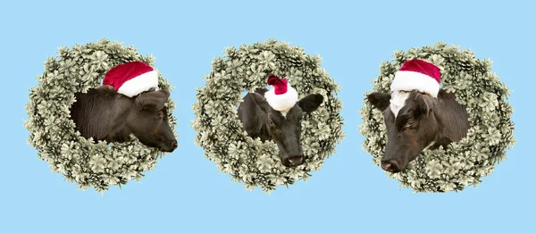 新年和圣诞贺卡 头戴圣诞帽的小牛犊从传统的冷杉花圈里探出头来 — 图库照片