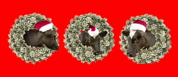 Nuovo Anno Biglietto Natale Vitello Che Indossa Cappello Babbo Natale — Foto Stock