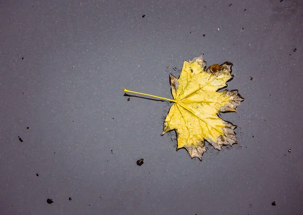 Late Fall Rain Yellow Autumn Leaf Black Wet Asphalt — Stock Photo, Image