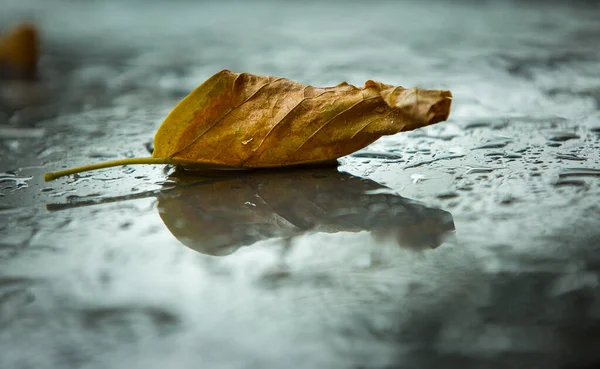 Późny Upadek Deszcz Żółty Jesienny Liść Czarnym Mokrym Asfalcie — Zdjęcie stockowe