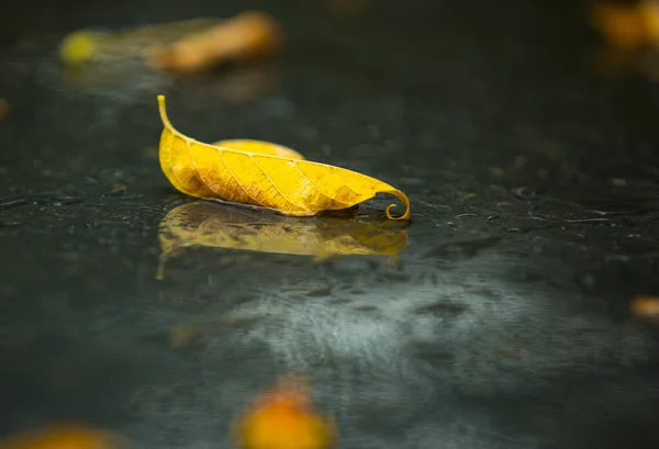 Późny Upadek Deszcz Żółty Jesienny Liść Czarnym Mokrym Asfalcie — Zdjęcie stockowe