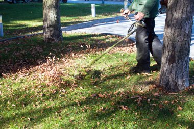 Parkta sonbahar çalışması. Bahçıvan kıştan önce çimleri biçer..