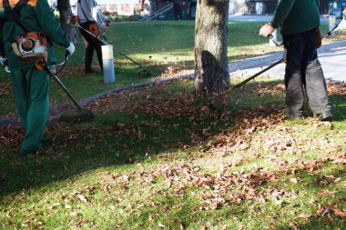 Parkta sonbahar çalışması. Bahçıvan kıştan önce çimleri biçer..