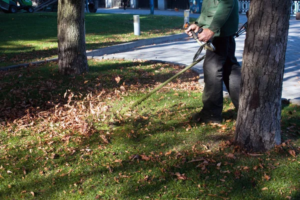 Parkta sonbahar çalışması. Bahçıvan kıştan önce çimleri biçer..