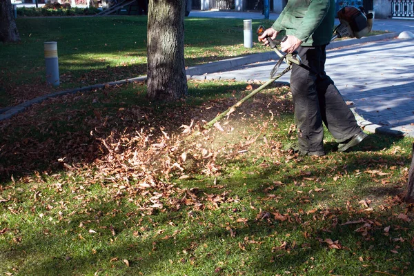Parkta sonbahar çalışması. Bahçıvan kıştan önce çimleri biçer..