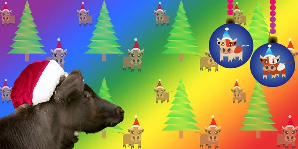 圣诞卡2021年的公牛 头戴圣诞帽 头戴圣诞礼帽 头戴圣诞球 头戴彩虹渐变背景 头戴雪花的公牛形象的快乐小牛犊 Lgbt内容 — 图库照片