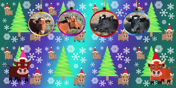 圣诞卡2021年的公牛 戴着圣诞帽的滑稽小牛犊和头像公牛的圣诞球 — 图库照片