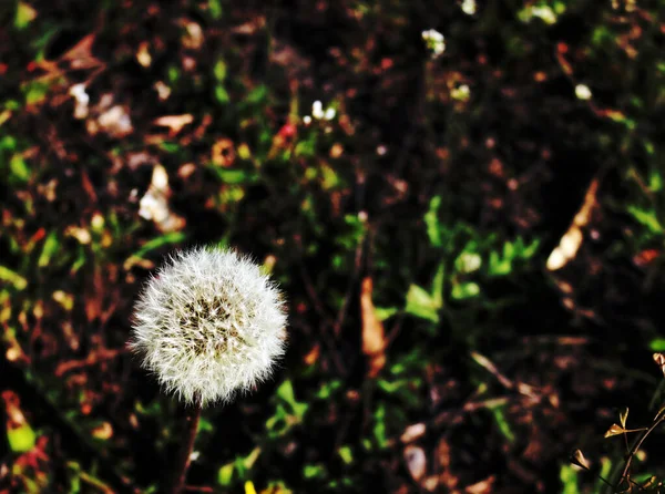 Dandelion on a black blurred background. Autumn.