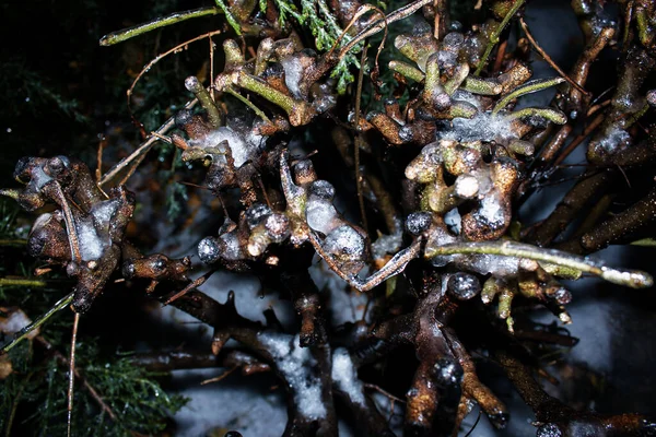 Χειμώνας Παγωμένη Βροχή Τριανταφυλλιά Είναι Καλυμμένη Μια Κρούστα Πάγου — Φωτογραφία Αρχείου